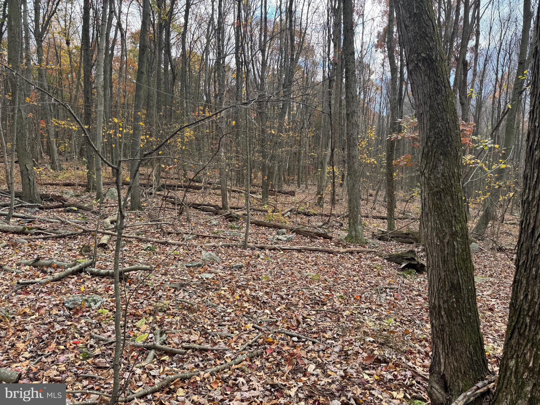 1 65 /- Acres Coles Valley Road Robertsdale, PA 16674 - Photo 11 of 15 a view of a yard with trees