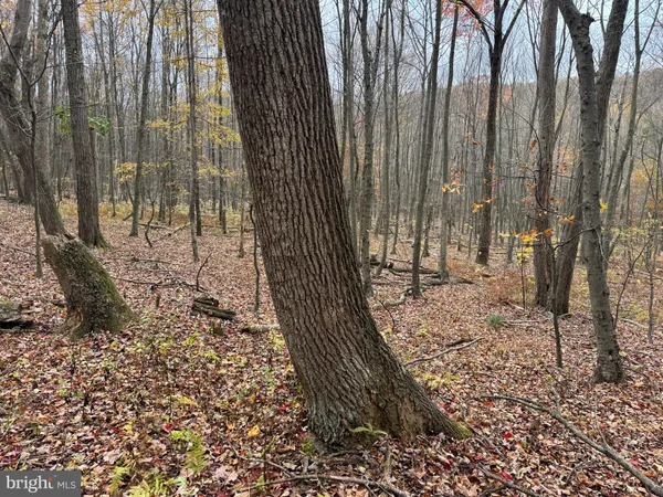 a view of a pathway with a yard