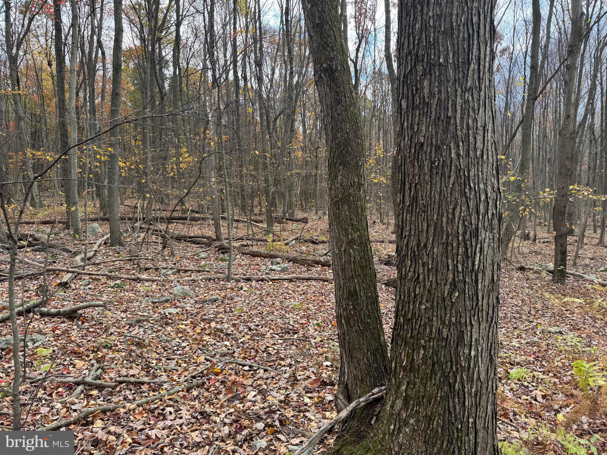 1 65 /- Acres Coles Valley Road Robertsdale, PA 16674 - Photo 3 of 15