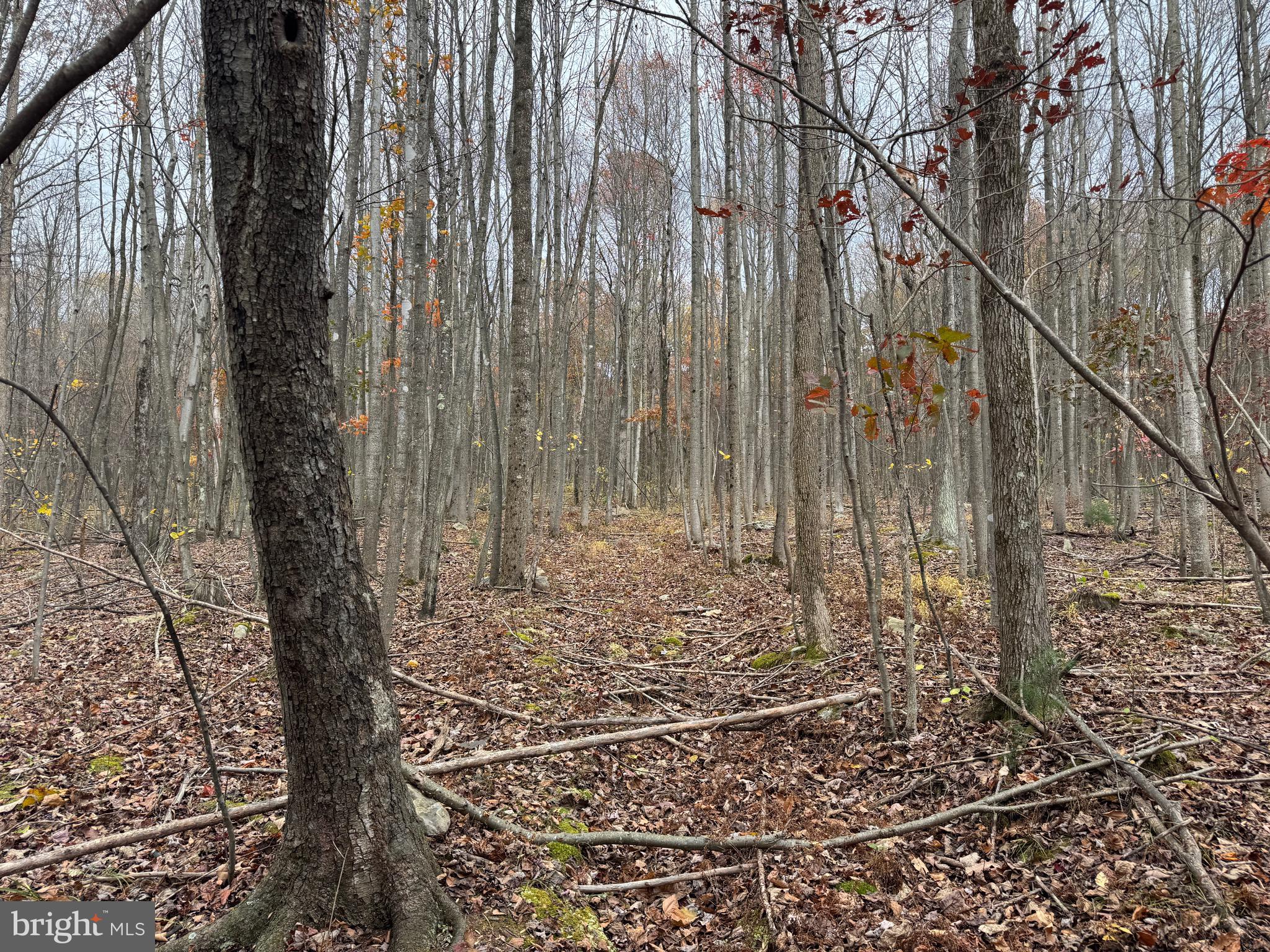 1 65 /- Acres Coles Valley Road Robertsdale, PA 16674 - Photo 4 of 15