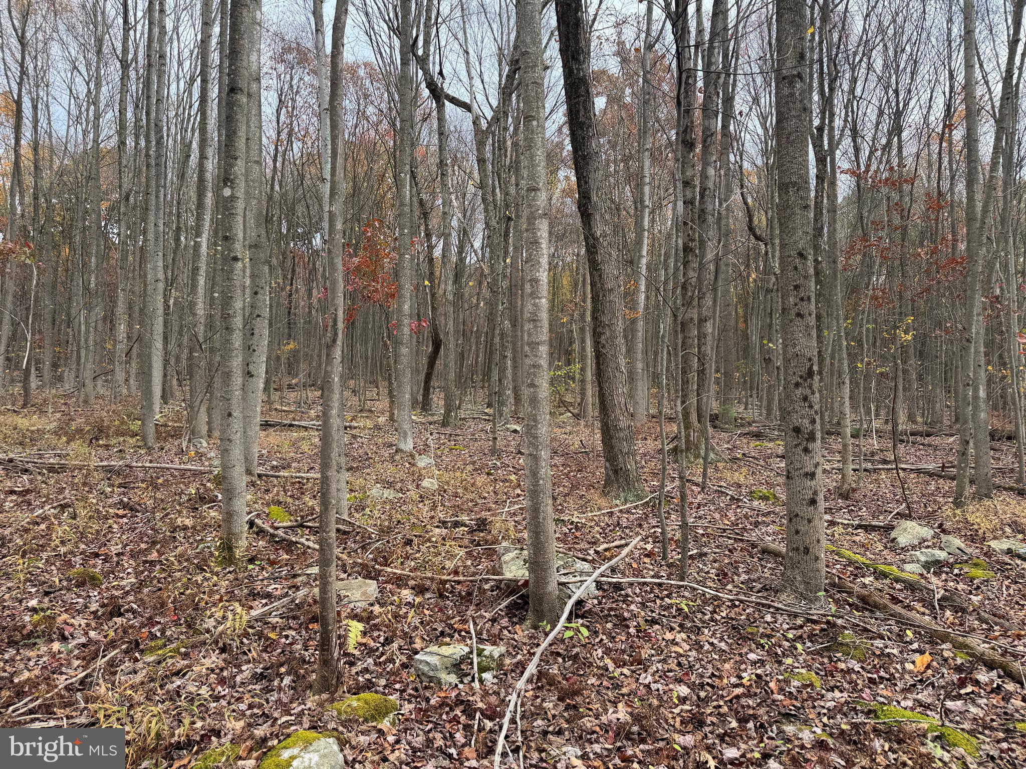 1 65 /- Acres Coles Valley Road Robertsdale, PA 16674 - Photo 5 of 15 a view of a pathway with a yard