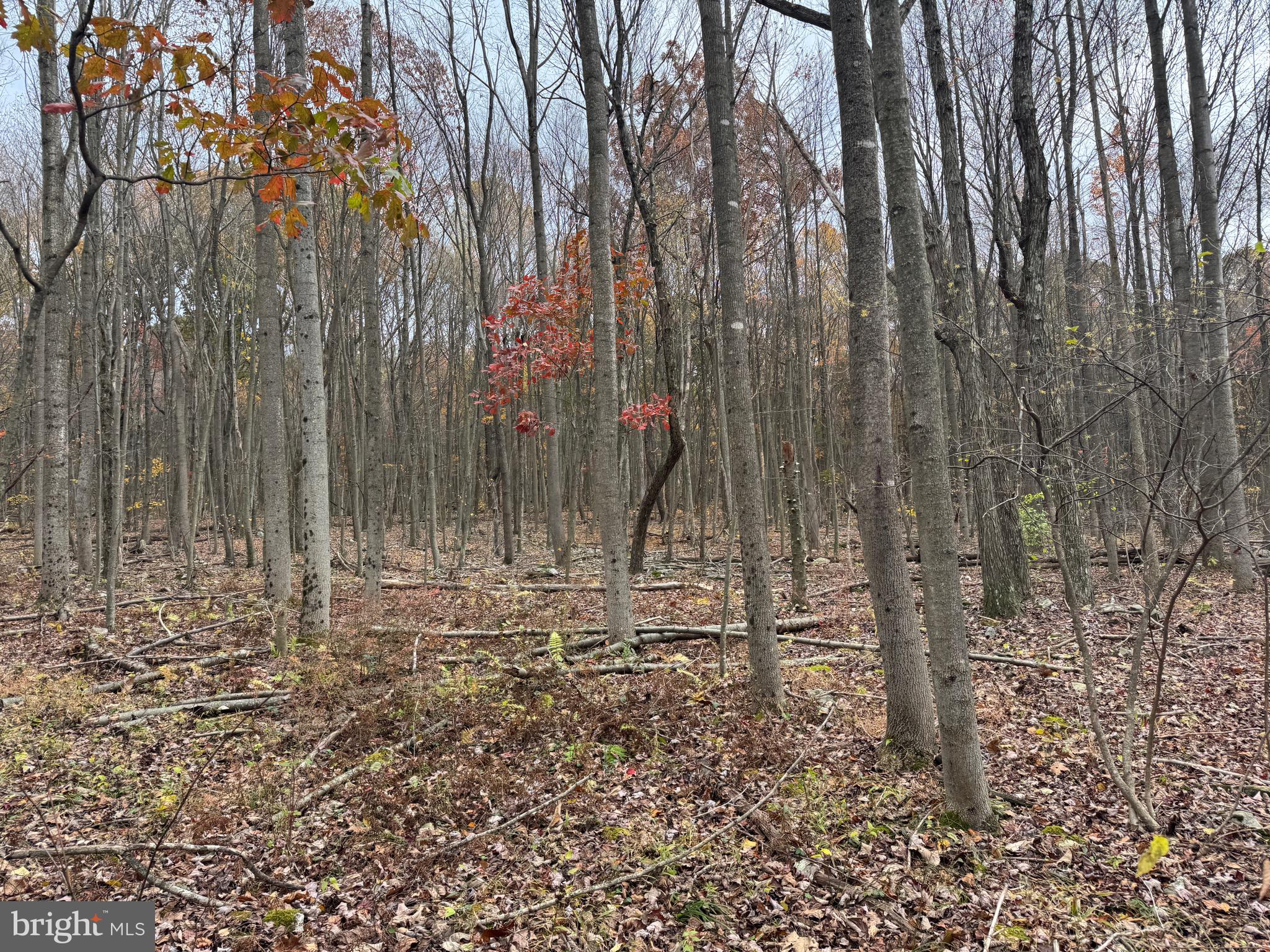 1 65 /- Acres Coles Valley Road Robertsdale, PA 16674 - Photo 6 of 15 a view of forest