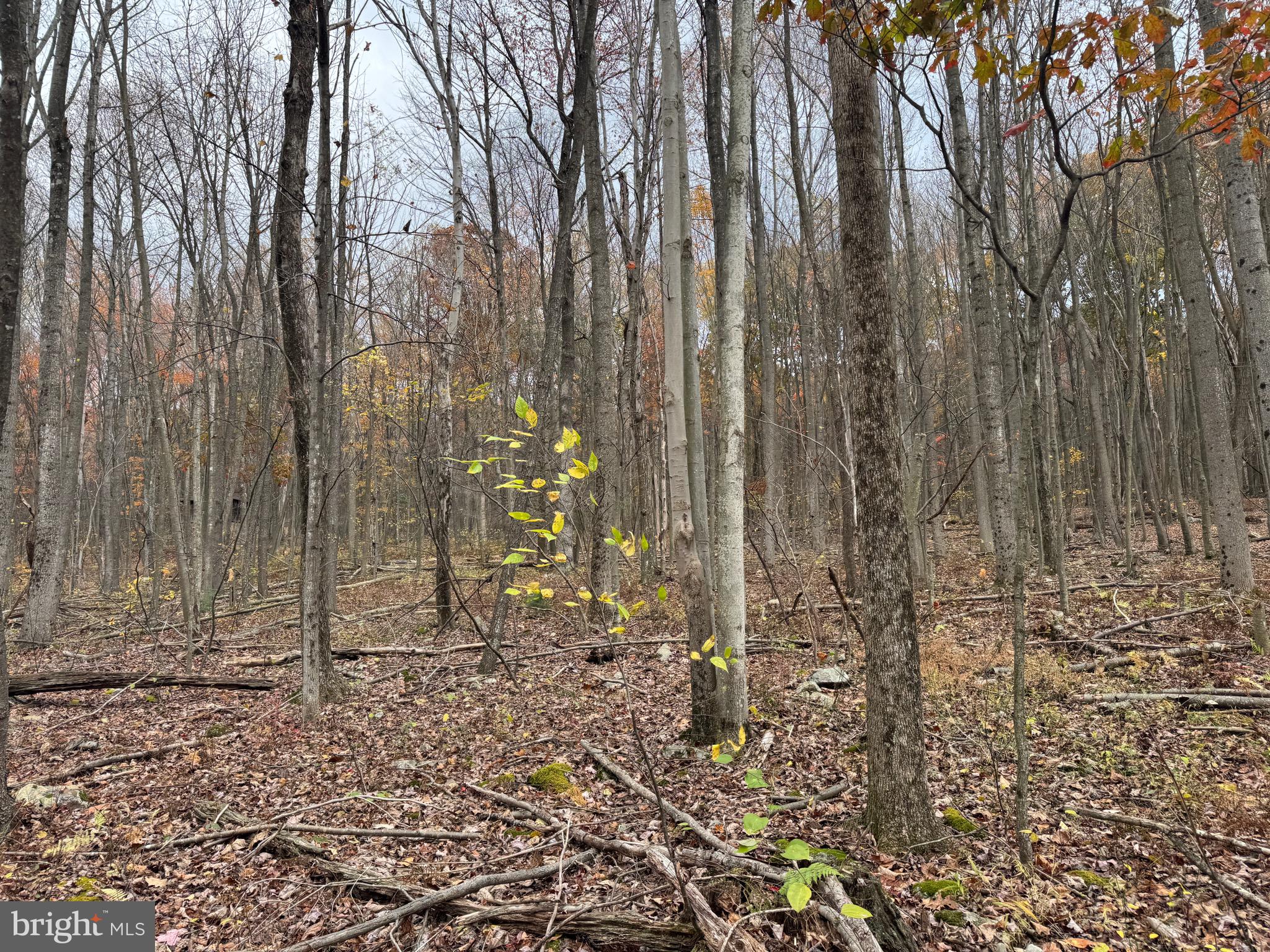 1 65 /- Acres Coles Valley Road Robertsdale, PA 16674 - Photo 7 of 15 a backyard of a house with lots of green space