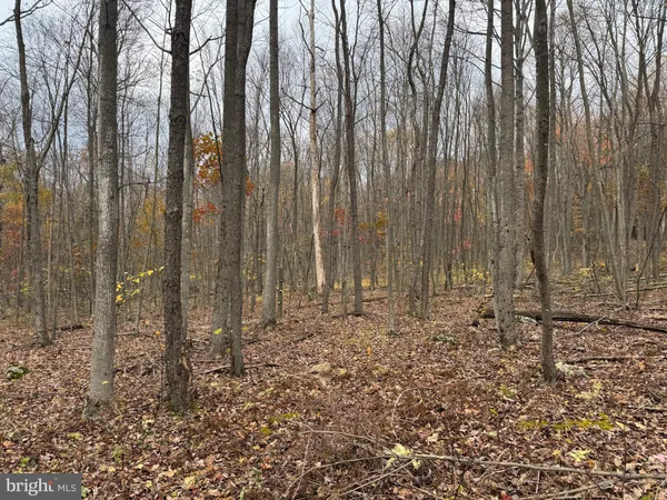 a view of a yard with trees