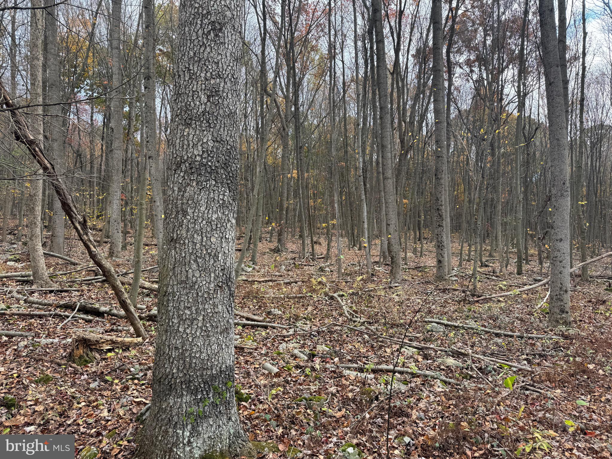 1 65 /- Acres Coles Valley Road Robertsdale, PA 16674 - Photo 10 of 15 a view of yard with trees