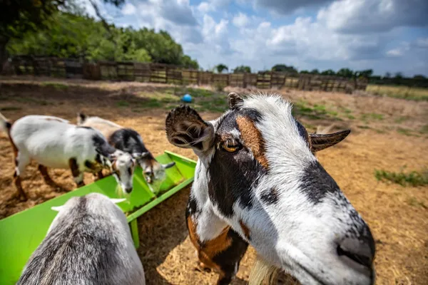 a backyard of a house with wooden floor and fence