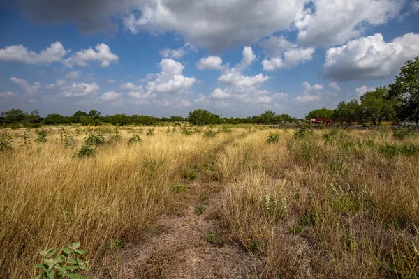 a view of a lush green forest
