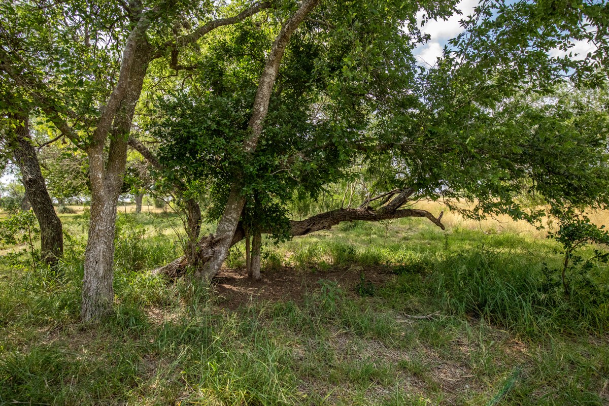 143 Harrison Road Beeville, TX 78102 - Photo 30 of 39 View of undeveloped land