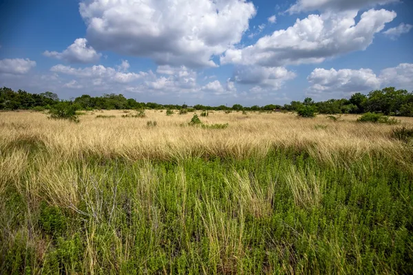 a view of a yard with large trees and plants