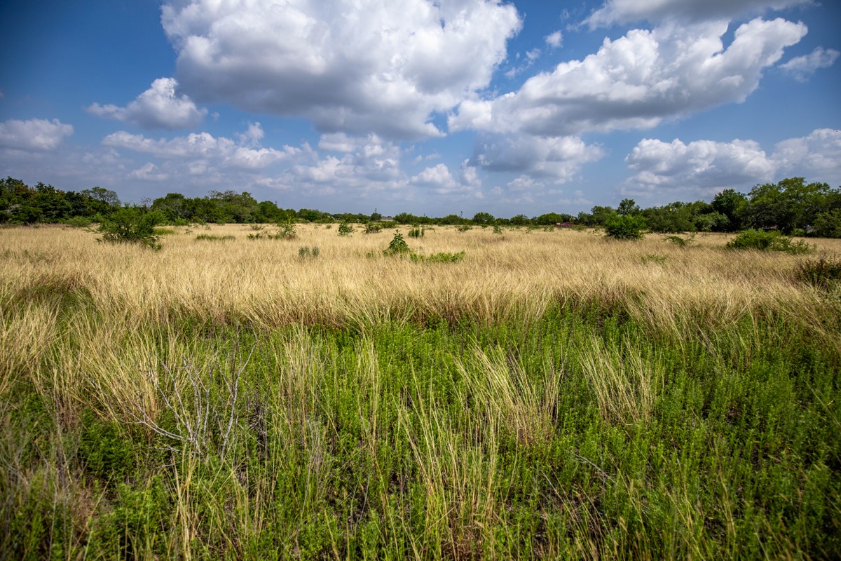 143 Harrison Road Beeville, TX 78102 - Photo 33 of 39 View of local wilderness with rural landscape