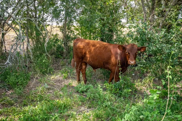 a view of lake and mountain