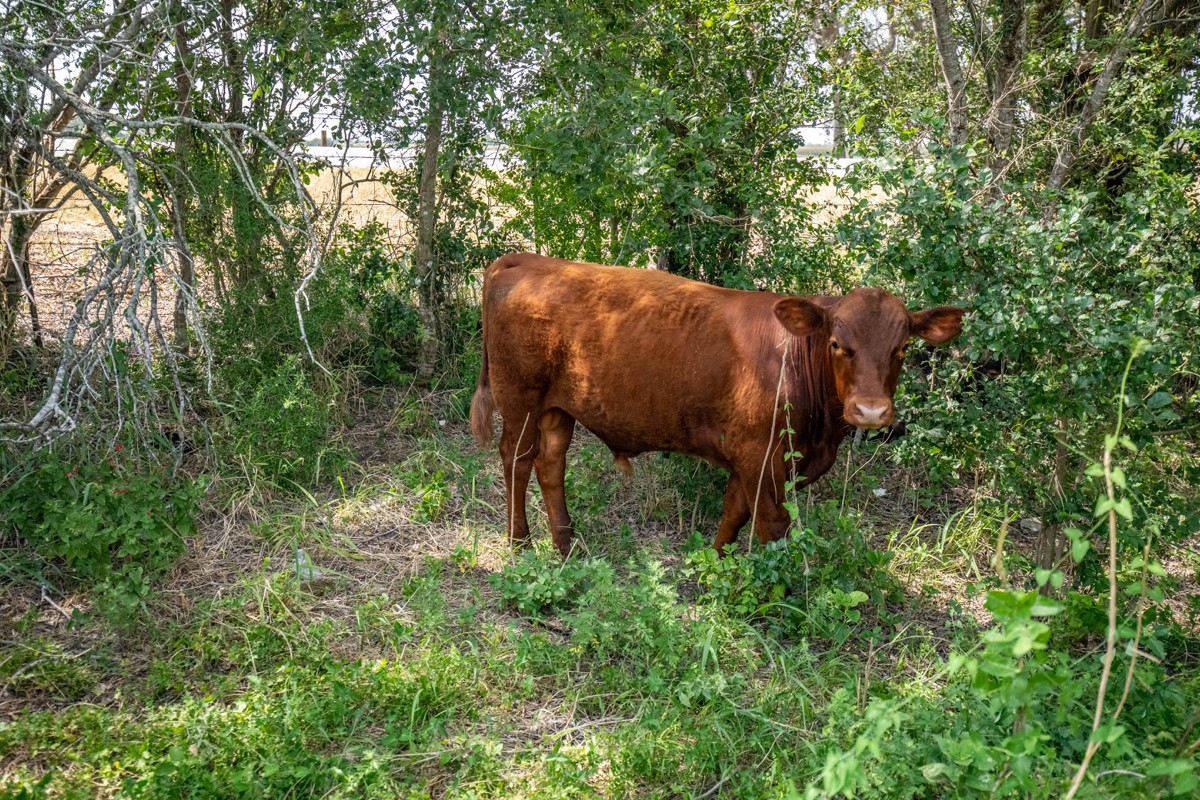 143 Harrison Road Beeville, TX 78102 - Photo 34 of 39 Exterior view