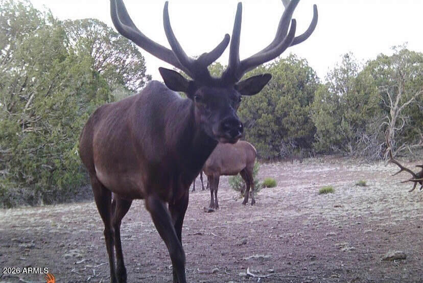51 Southwest Ranch Road, Unit 51C Williams, AZ 86046 - Photo 11 of 11 a view of a yard in the forest