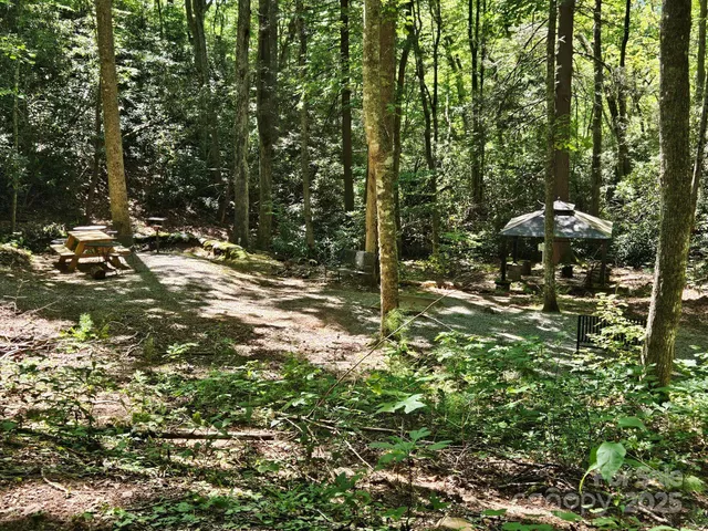 a view of a tree in a yard