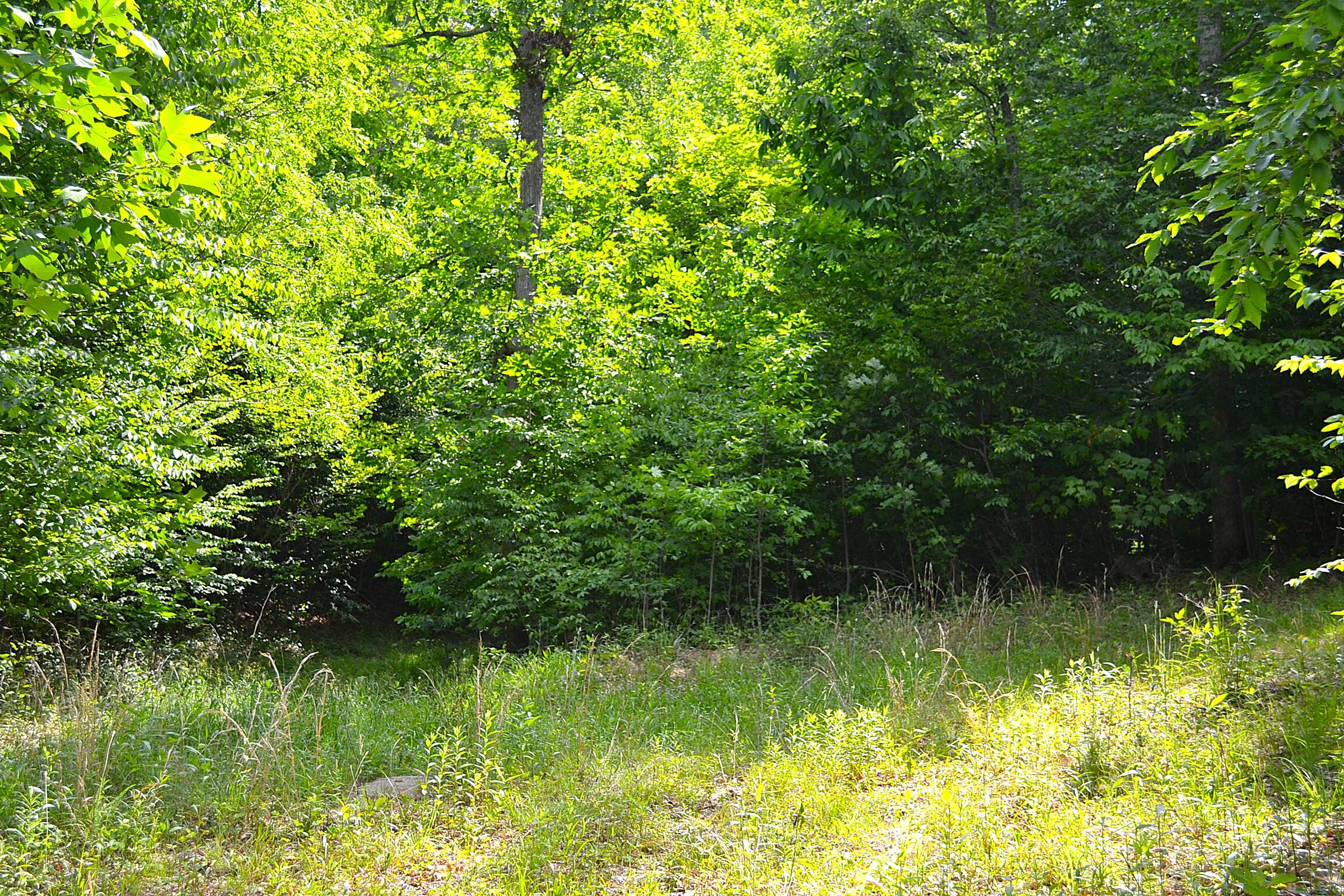 Cold Hollow Road Rainelle, WV 25962 - Photo 6 of 31 Gallery Image 6