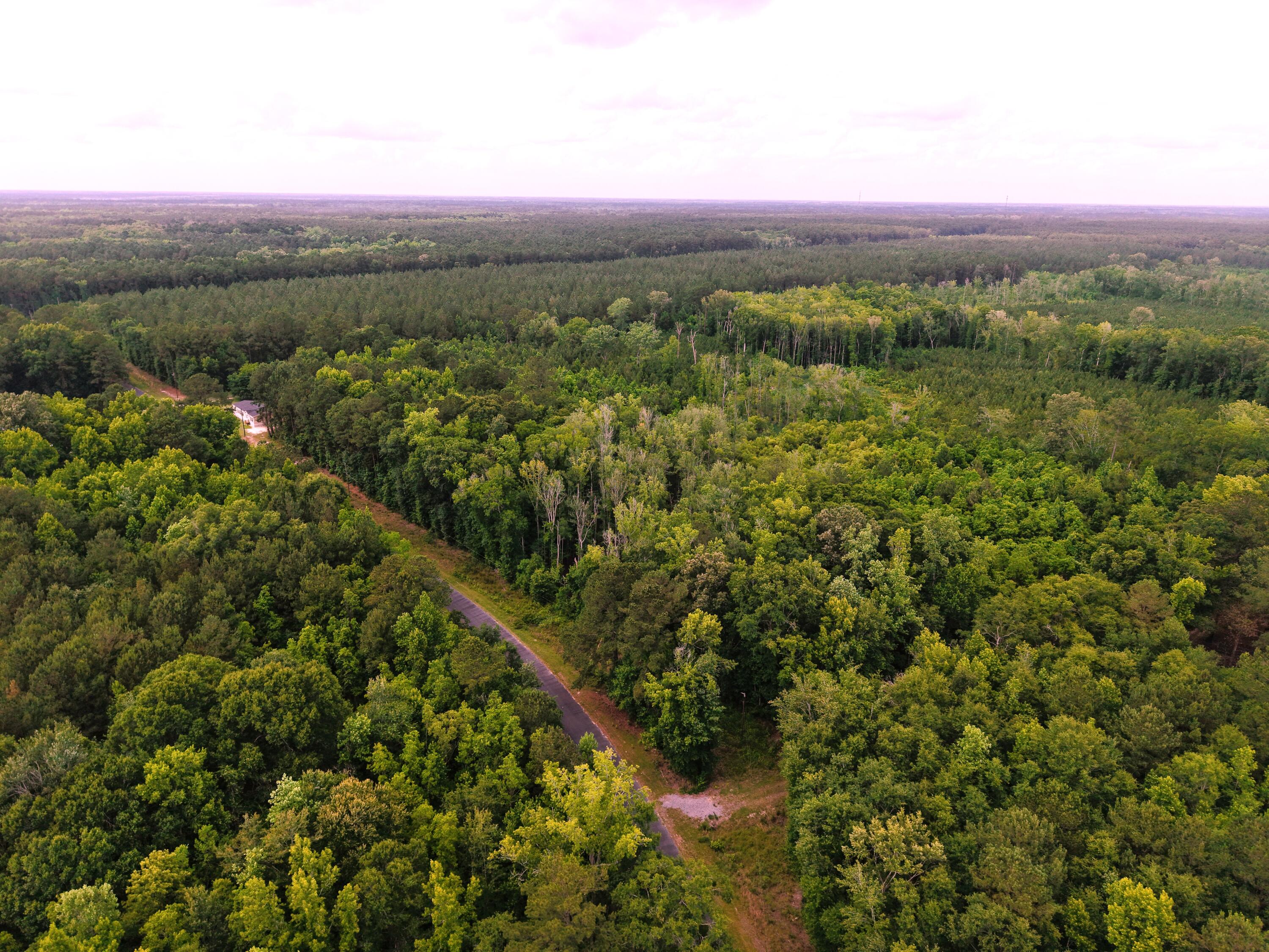 0 Hickory Hill Road Green Pond, SC 29446 - Photo 6 of 20 DJI_20260527154156_0201_D (1)