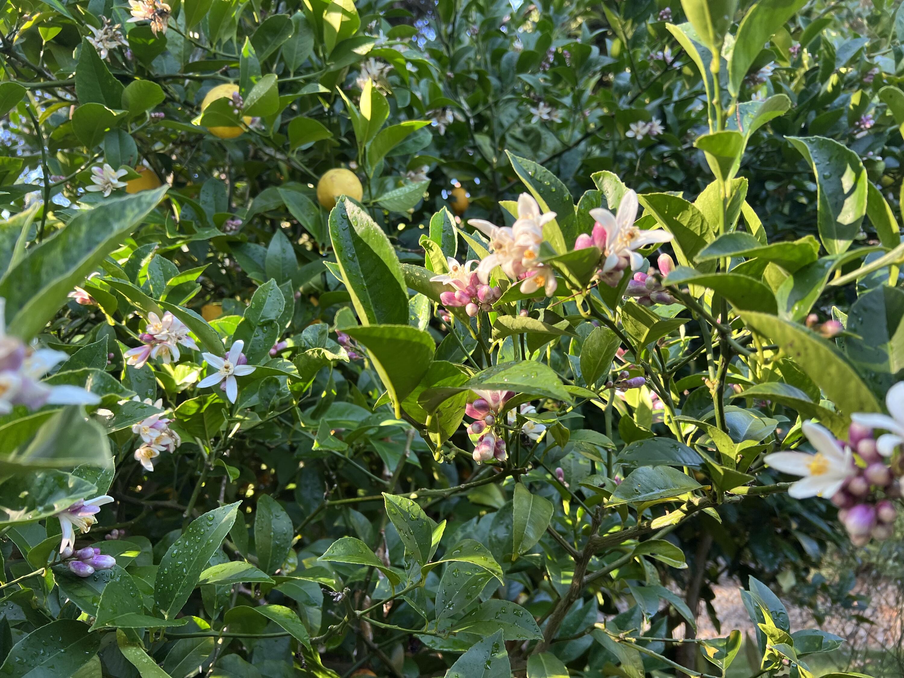 482 Spring Road Shelter Cove, CA 95589 - Photo 57 of 58 NEW lemon blooms