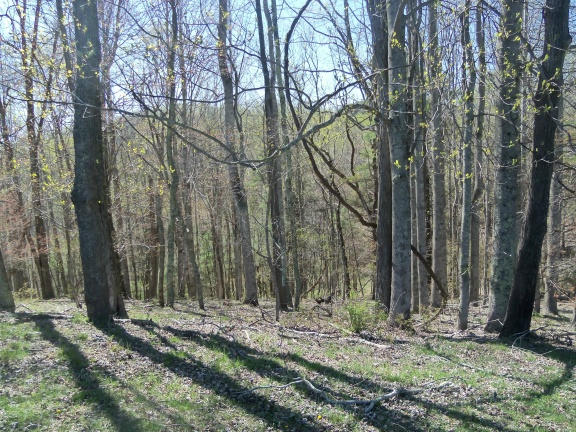 0 Burks Fork Road Southwest Willis, VA 24380 - Photo 17 of 29 Piron-16