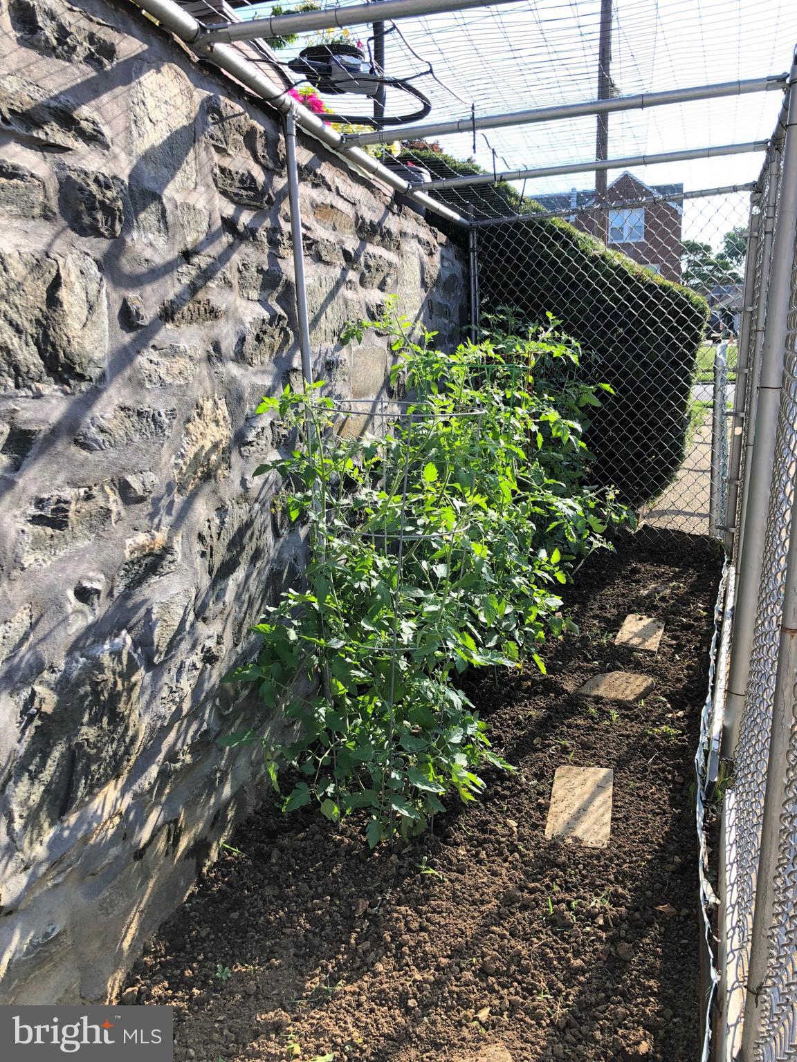 3530 Decatur Street Philadelphia, PA 19136 - Photo 32 of 32 Tomato garden