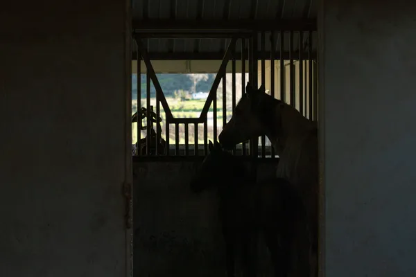 $5,900,000 | 8669 Santa Rosa Road, Buellton, CA 93427