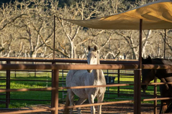 $5,900,000 | 8669 Santa Rosa Road, Buellton, CA 93427