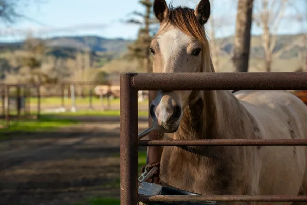 $5,900,000 | 8669 Santa Rosa Road, Buellton, CA 93427