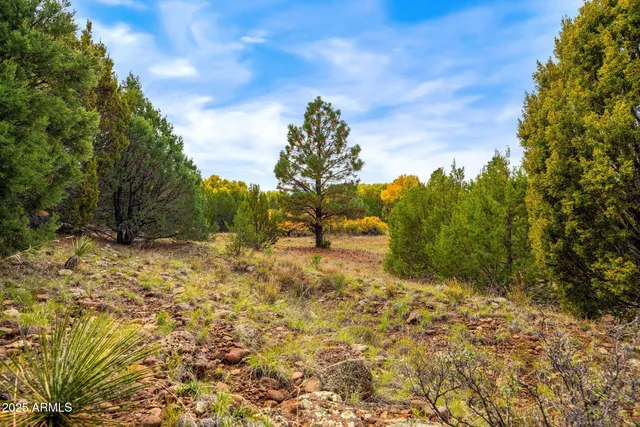 a view of a yard with trees