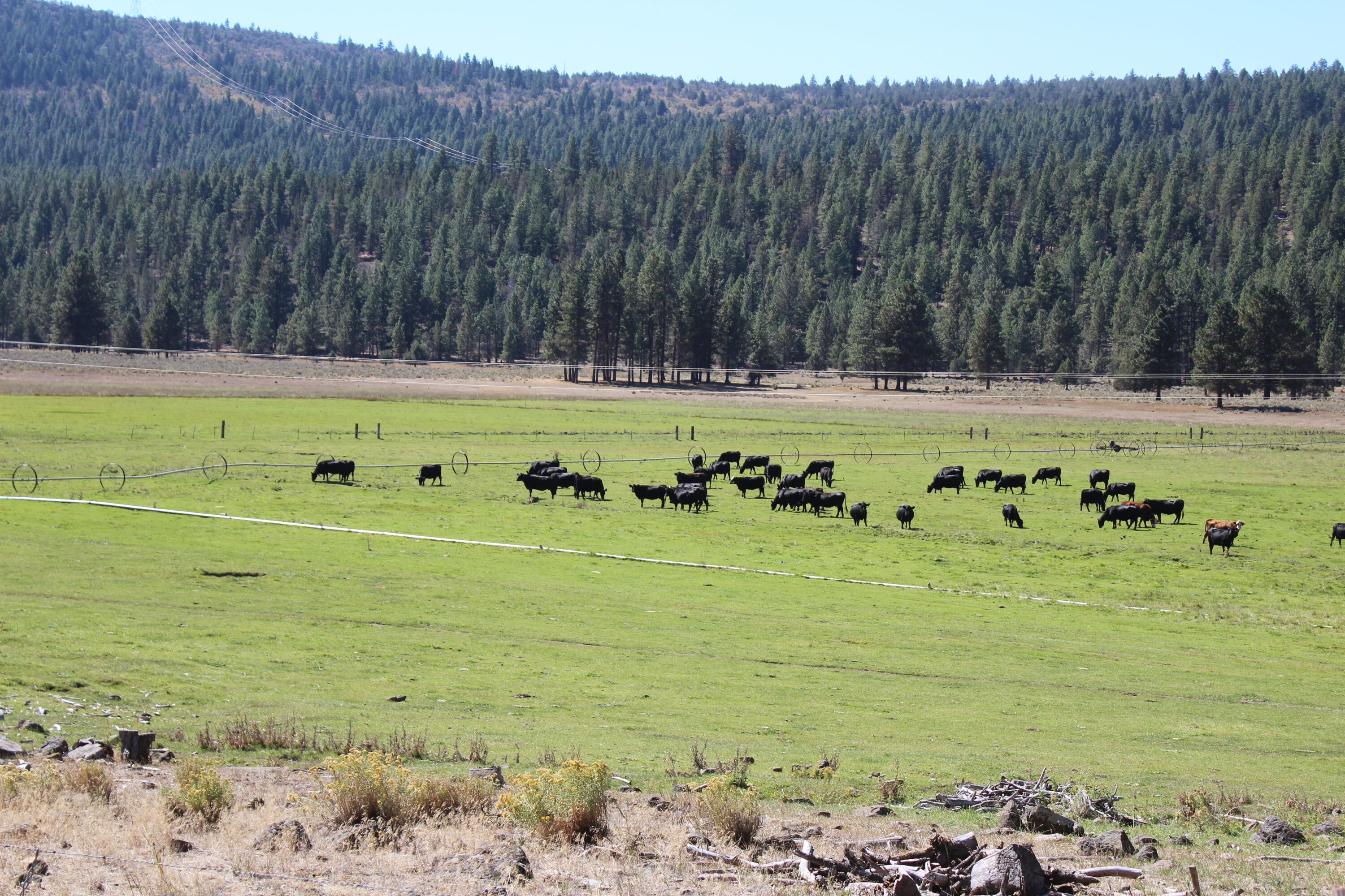 12046 Old Fort Road Klamath Falls, OR 97601 - Photo 39 of 59 Bursell Ranch