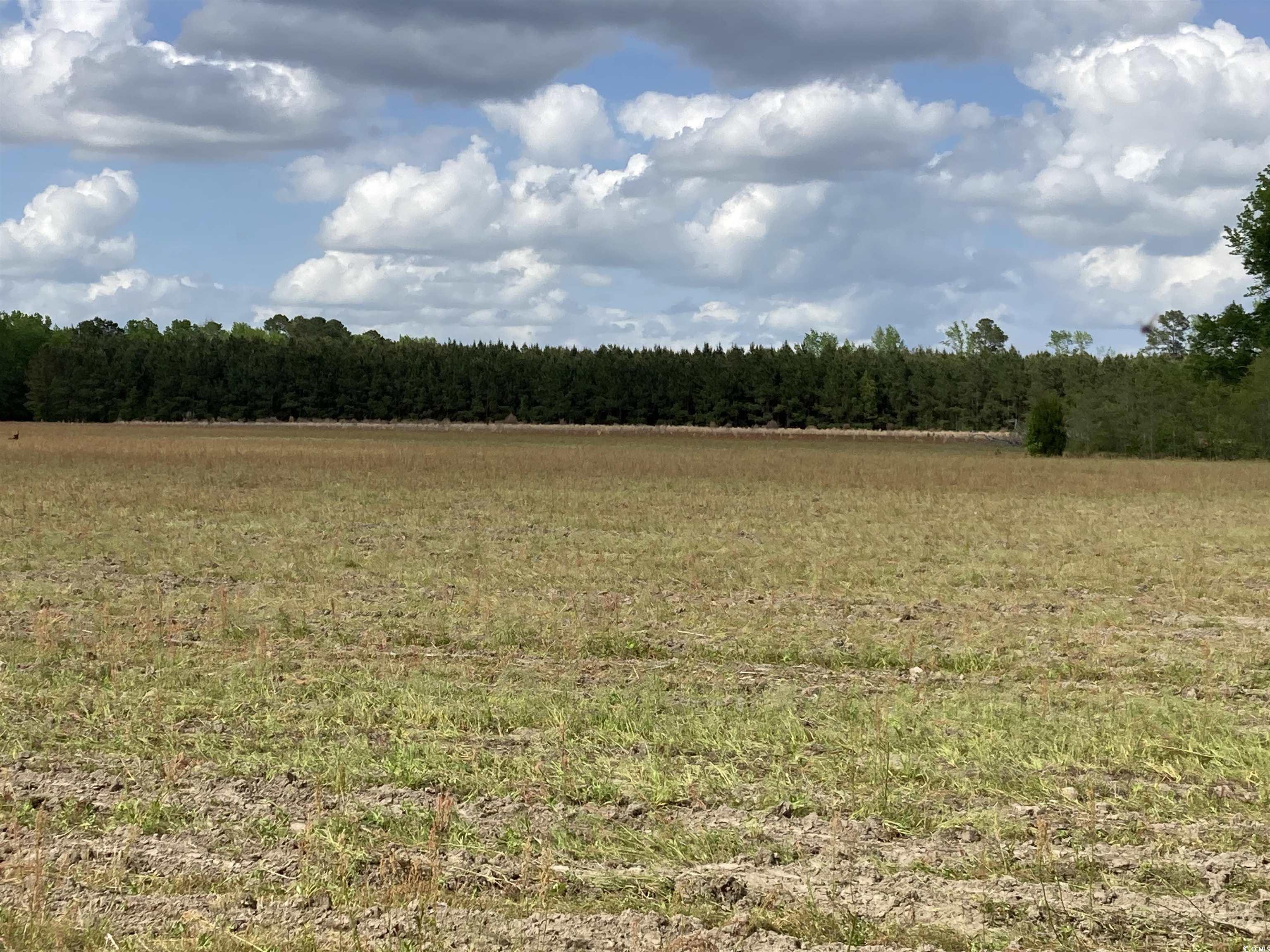 Tbd Bay Road Pamplico, SC 29583 - Photo 3 of 7 Gallery Image 3