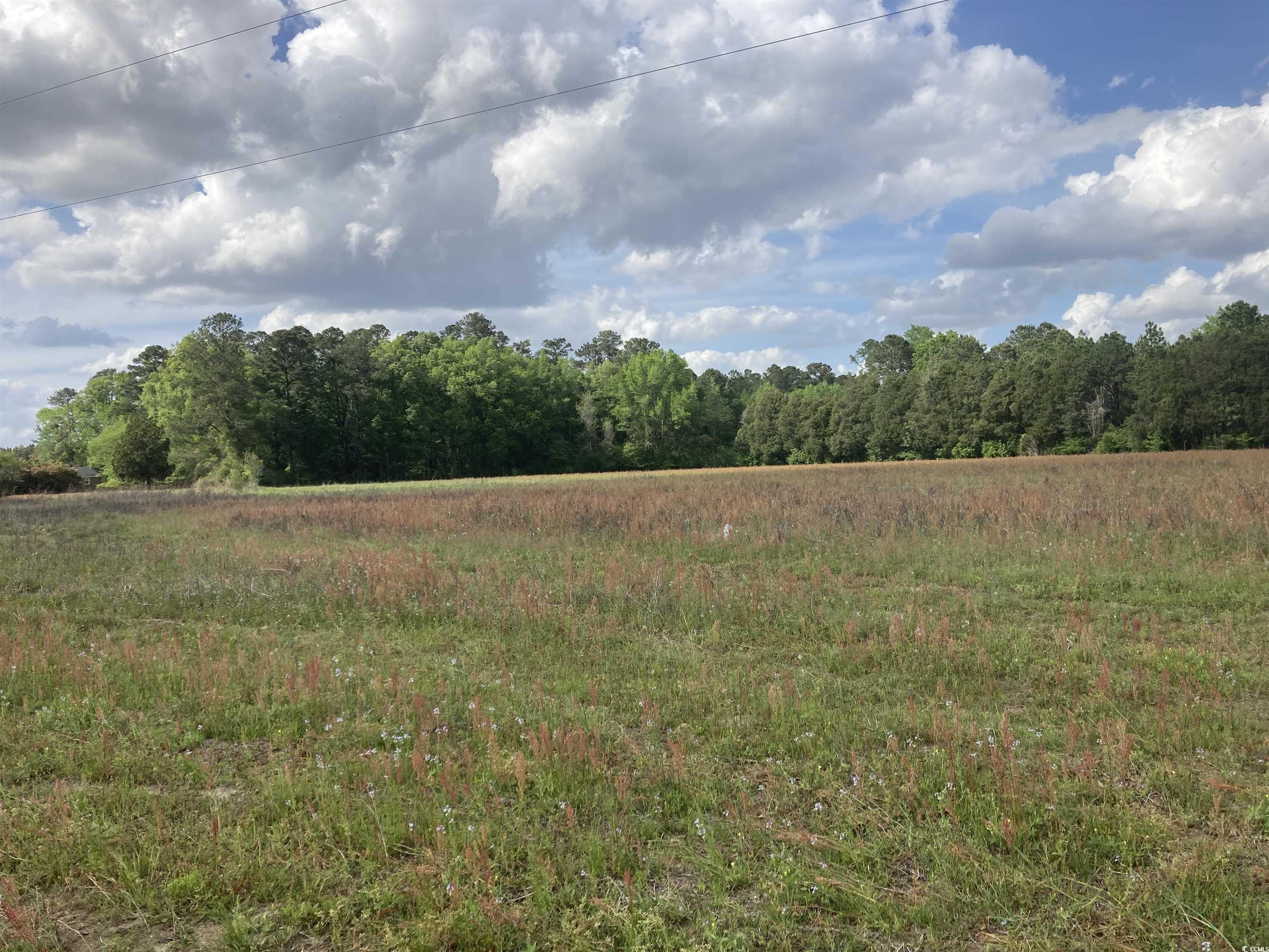 Tbd Bay Road Pamplico, SC 29583 - Photo 5 of 7 Gallery Image 5