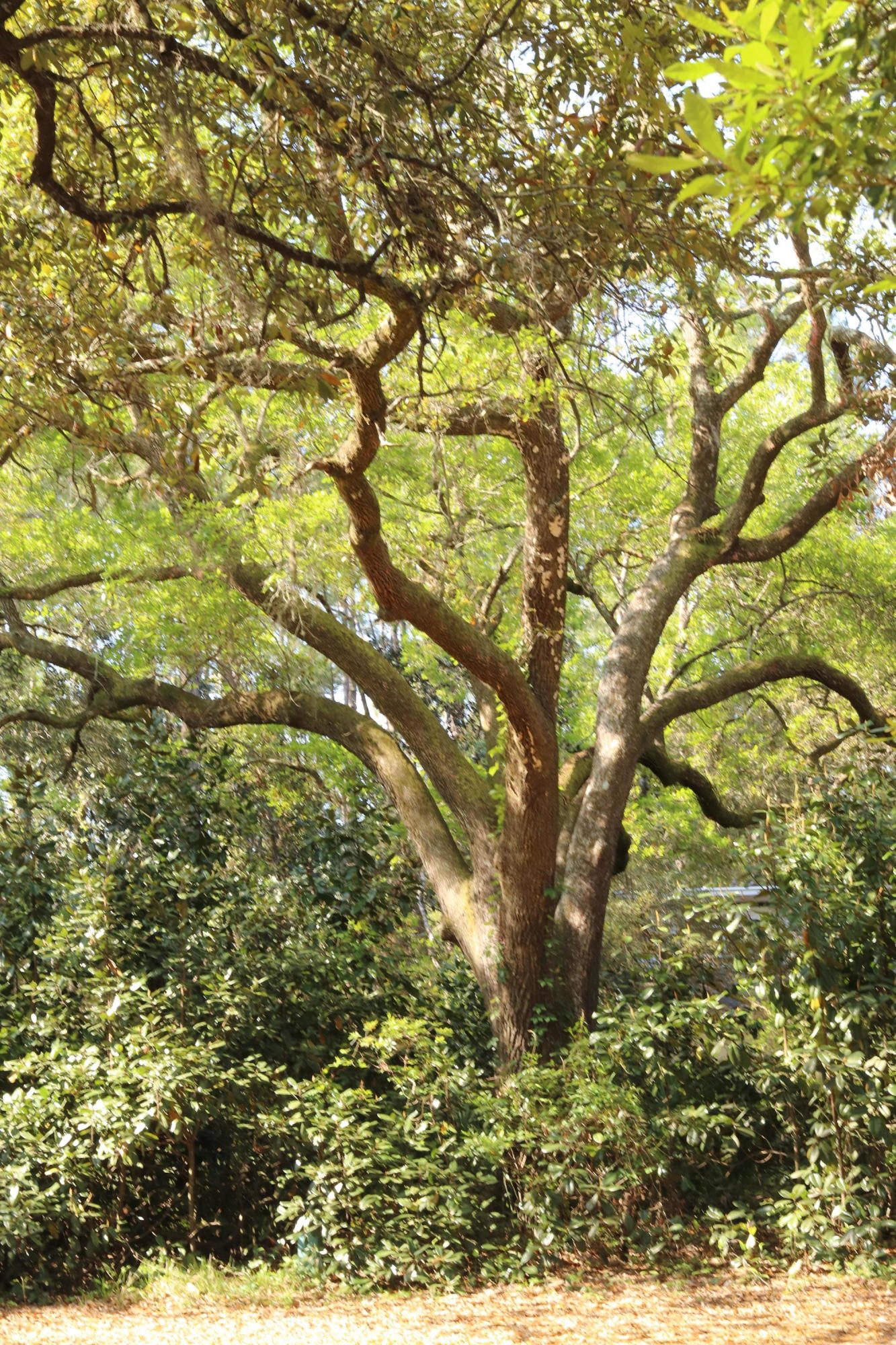 Lot 9 Adair Lane Santa Rosa Beach, FL 32459 - Photo 12 of 23 a view of tree