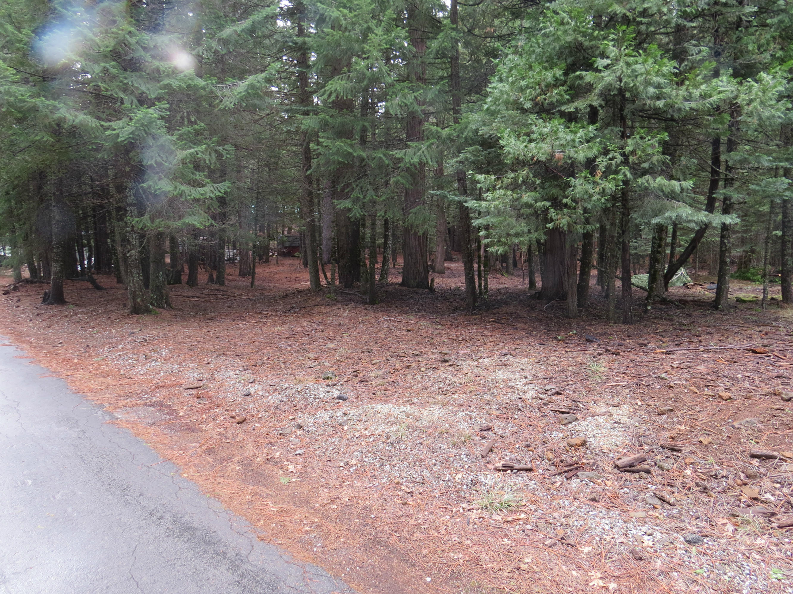 20 Ritts Mill Road Shingletown, CA 96088 - Photo 3 of 4 a view of a forest with trees in the background