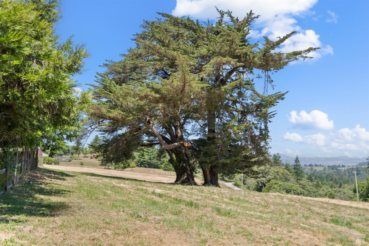 10700 Barnett Valley Road Sebastopol, CA 95472 - Photo 17 of 21 a view of a yard with large trees