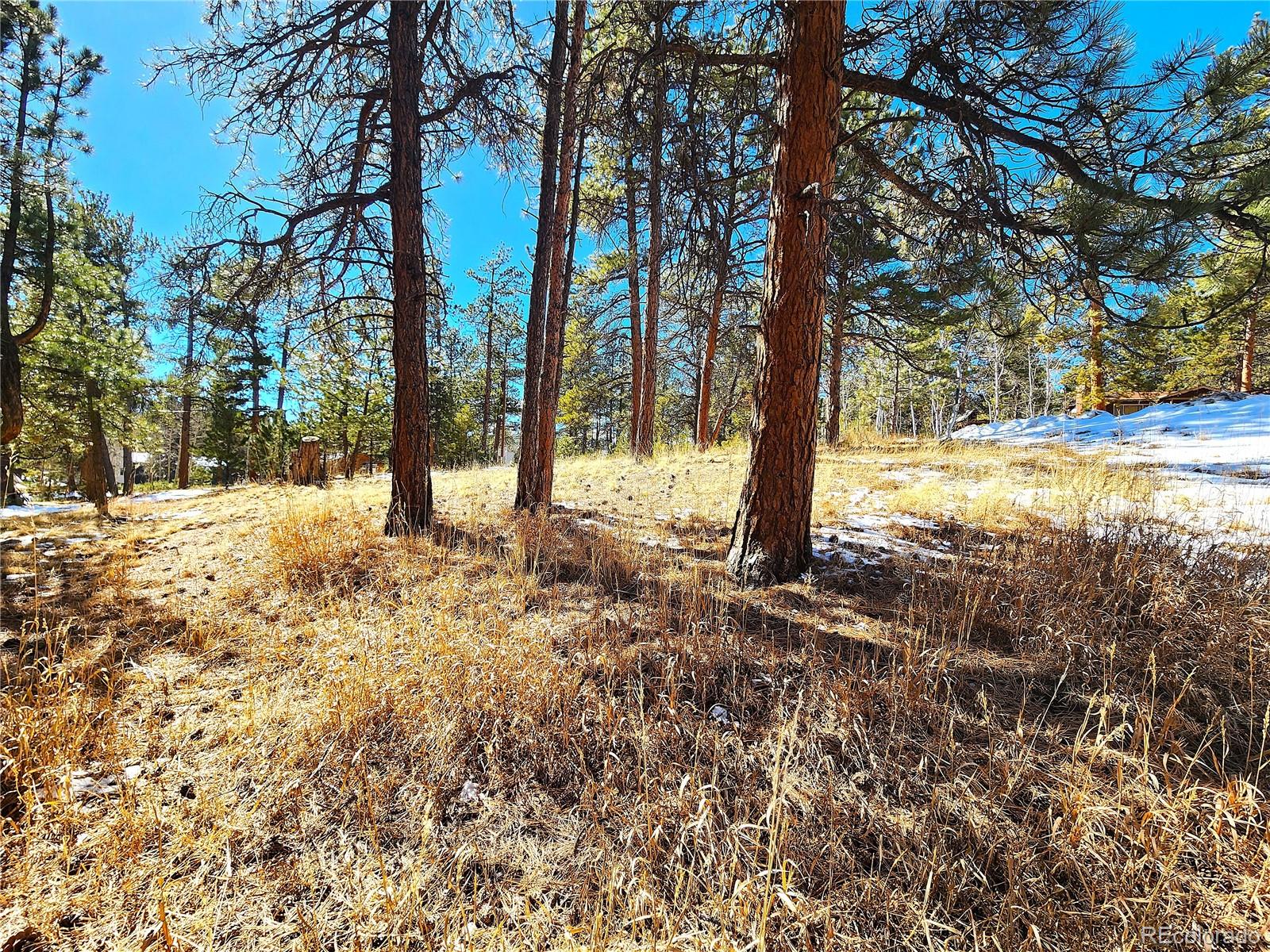 144 Gray Street Bailey, CO 80421 - Photo 13 of 27 a view of a yard with a tree