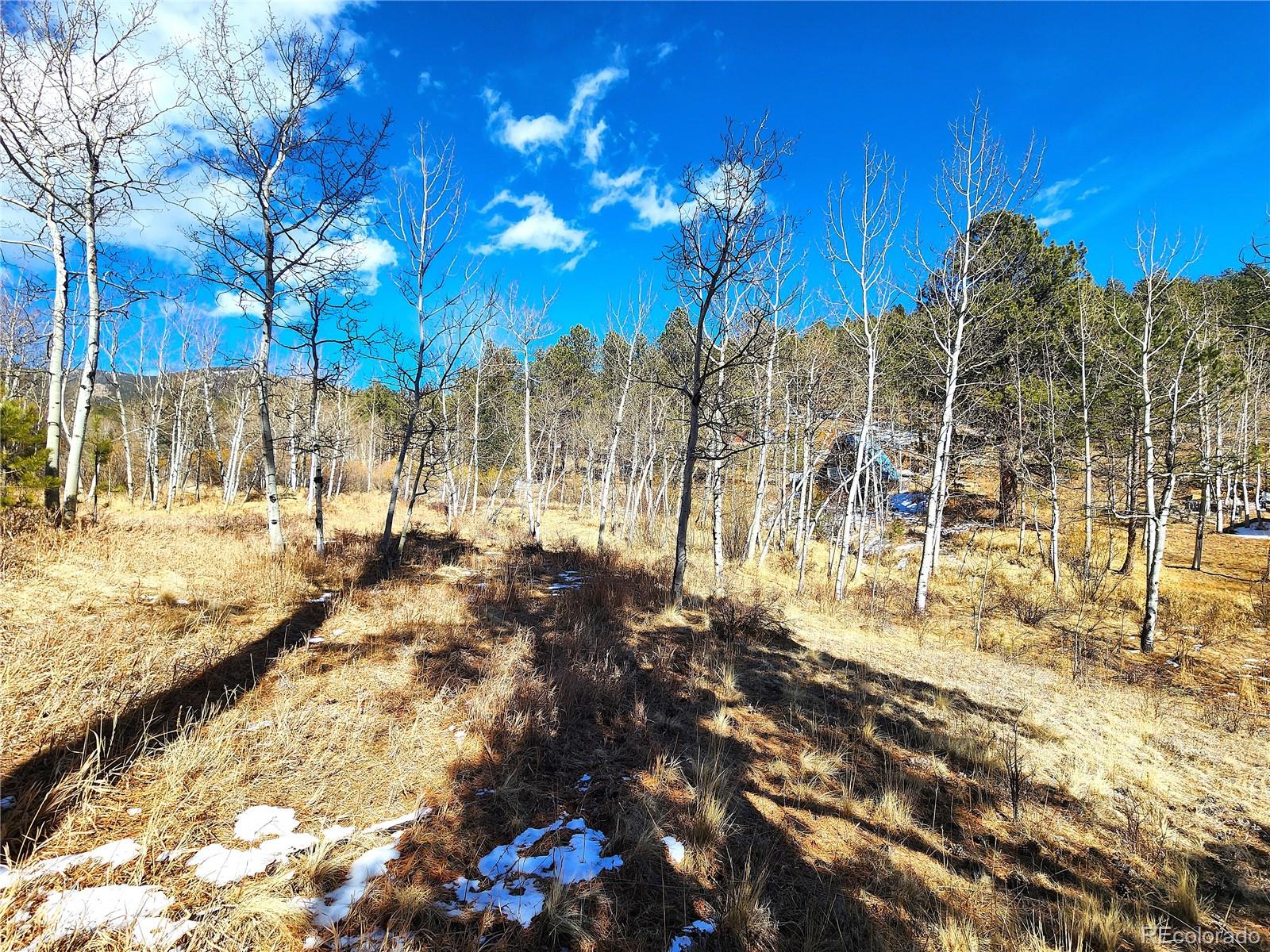 144 Gray Street Bailey, CO 80421 - Photo 17 of 27 a view of yard with tree