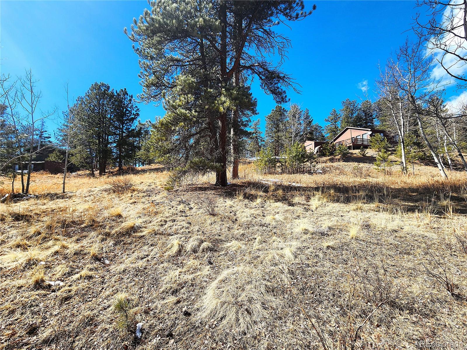 144 Gray Street Bailey, CO 80421 - Photo 3 of 27 a view of a yard with a tree