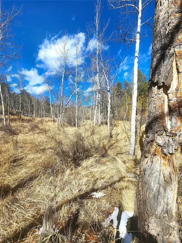 a view of a yard with trees