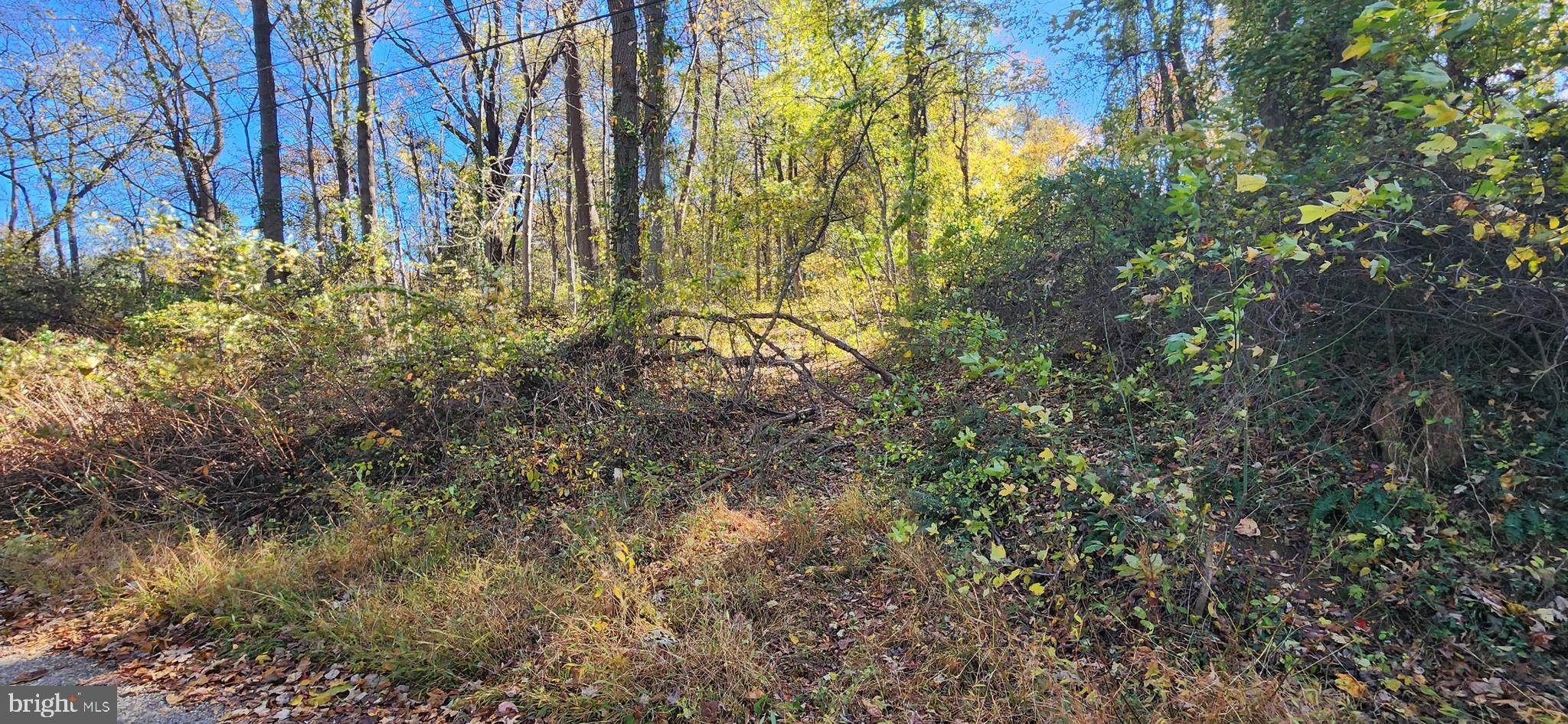 Old Palmer Road Fort Washington, MD 20744 - Photo 4 of 15 a view of a yard with plants and trees