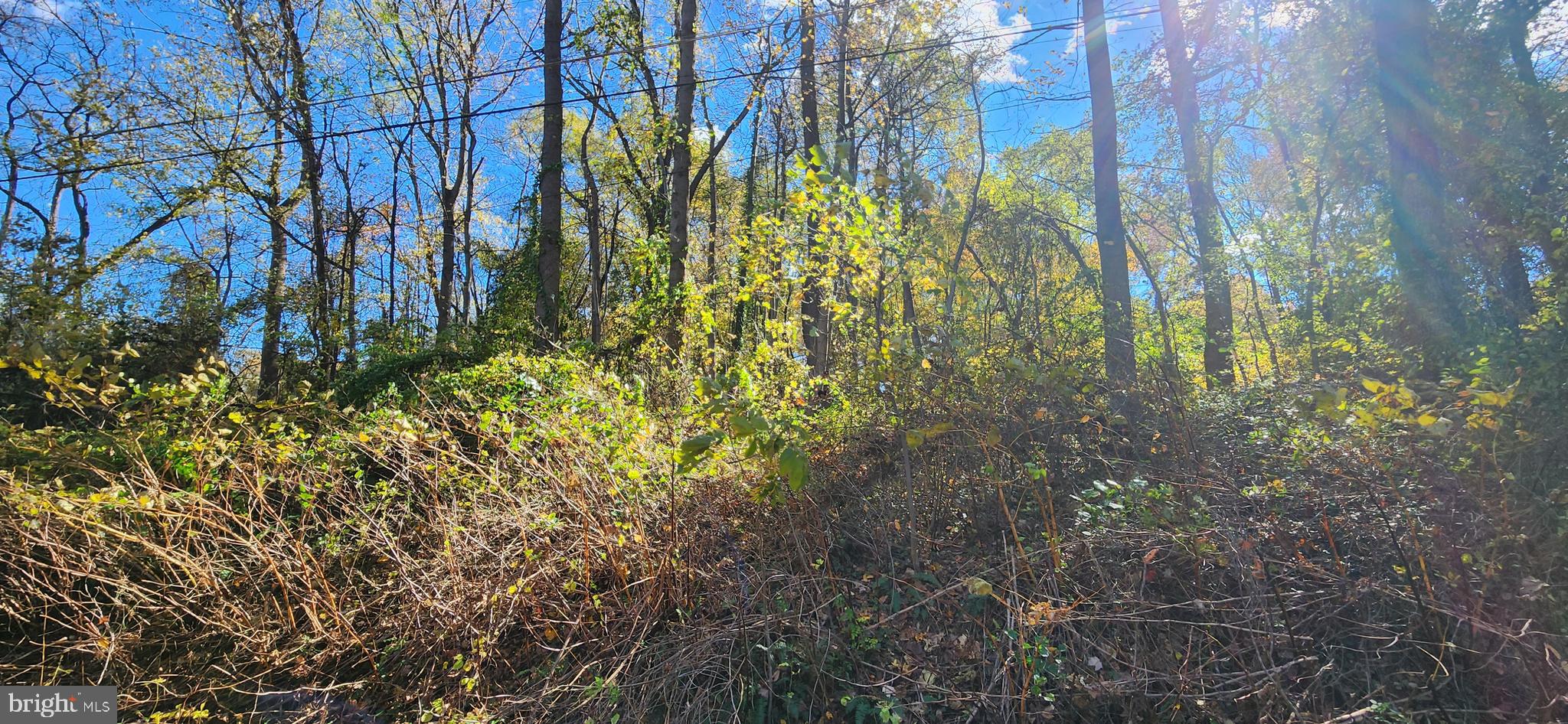 Old Palmer Road Fort Washington, MD 20744 - Photo 5 of 15 a view of a yard with plants and trees