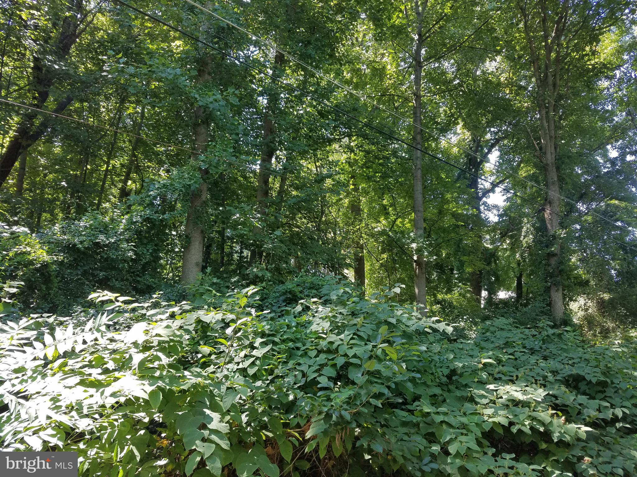 Old Palmer Road Fort Washington, MD 20744 - Photo 7 of 15 a view of a lush green forest