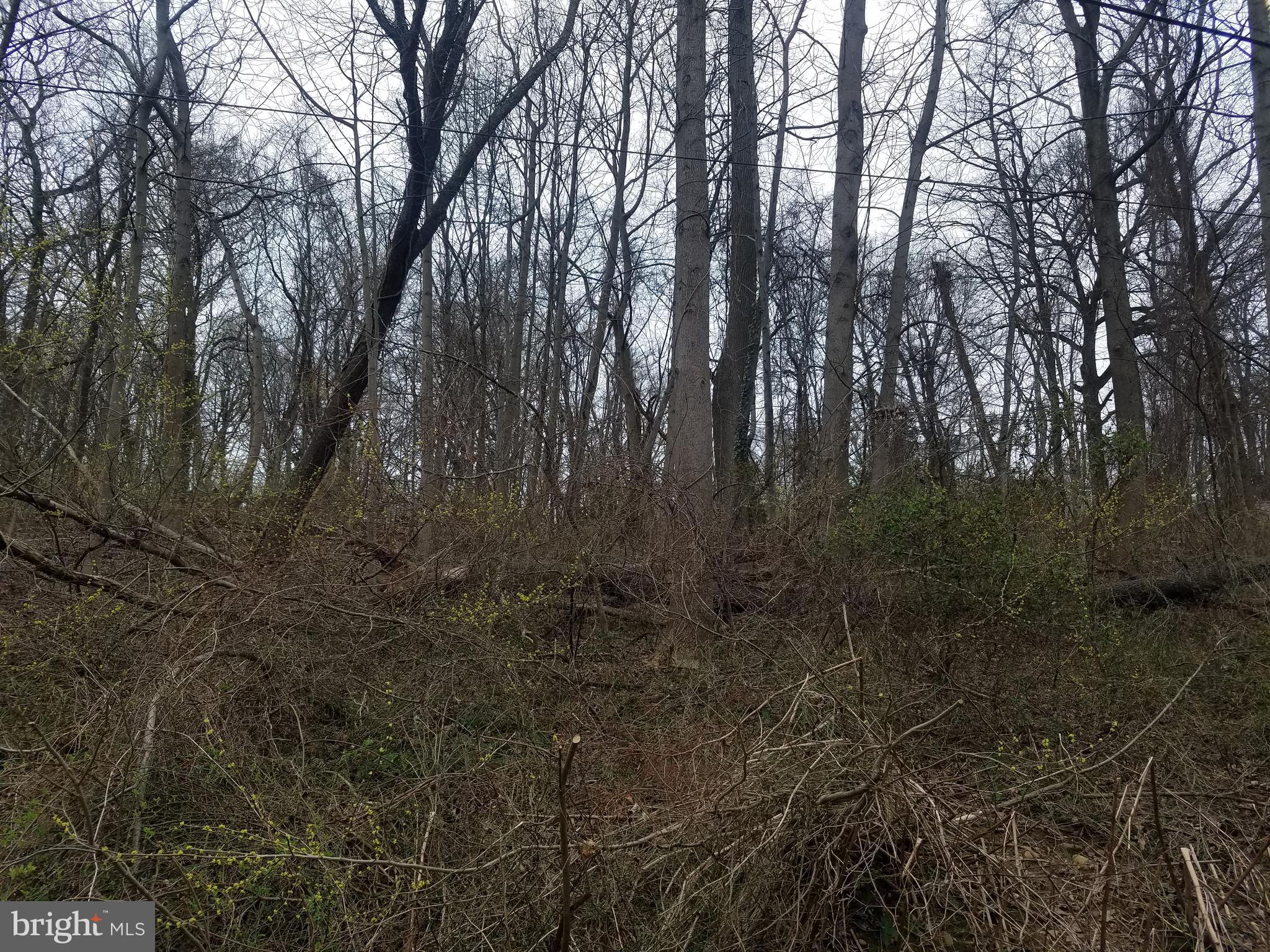 Old Palmer Road Fort Washington, MD 20744 - Photo 10 of 15 a view of forest