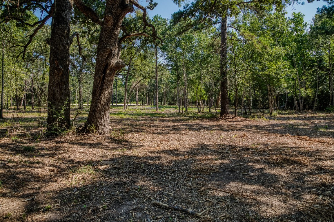 31801 Reids Prairie Road Waller, TX 77484 - Photo 6 of 11 a view of outdoor space with trees