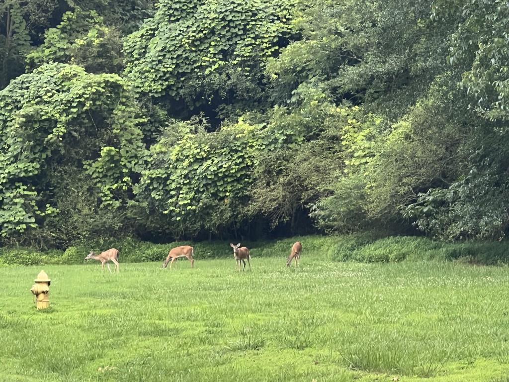 951 Canter Way Jefferson, GA 30549 - Photo 90 of 96