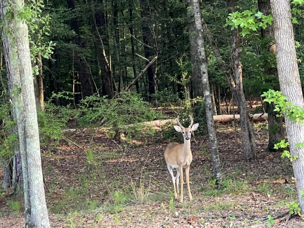 951 Canter Way Jefferson, GA 30549 - Photo 91 of 96