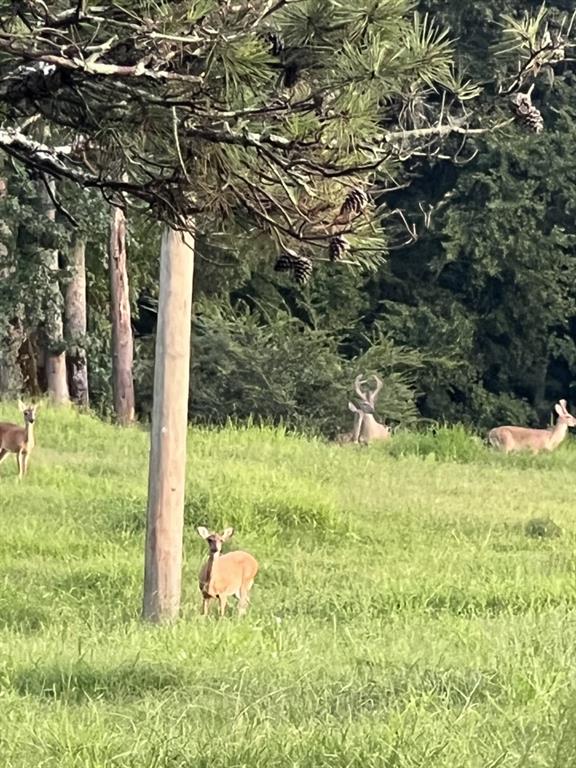 951 Canter Way Jefferson, GA 30549 - Photo 92 of 96