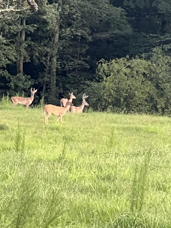 951 Canter Way Jefferson, GA 30549 - Photo 93 of 96