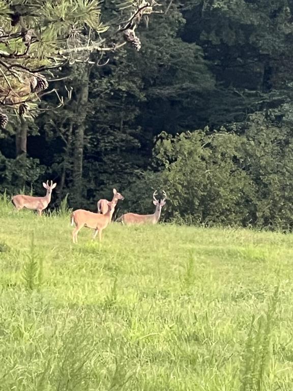 951 Canter Way Jefferson, GA 30549 - Photo 94 of 96