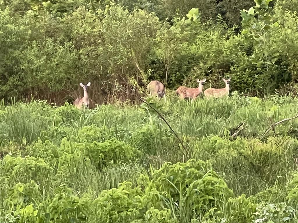 951 Canter Way Jefferson, GA 30549 - Photo 95 of 96