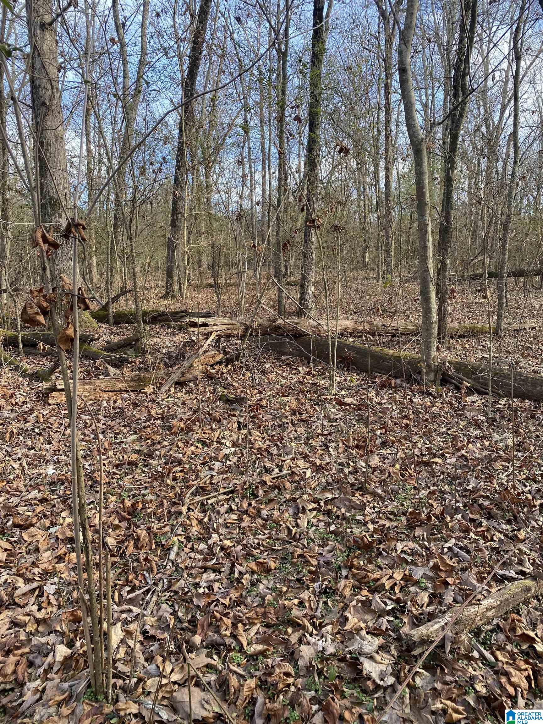 Lot 3-4 Reneau Road, Unit LOTS 3 & 4 Oneonta, AL 35121 - Photo 1 of 6