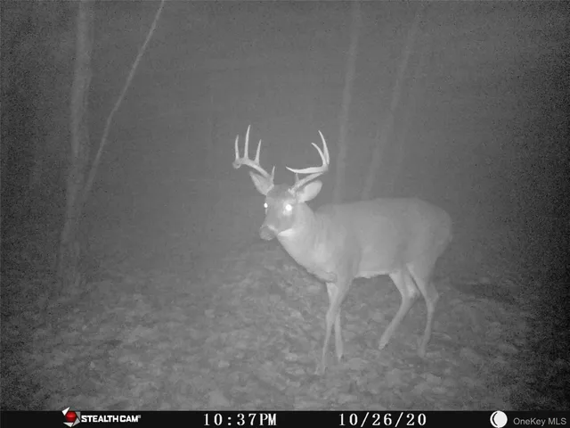 $675,000 | Peakville Road, Hancock, NY 13783